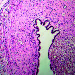 Formations Anatomo-cyto-pathologie