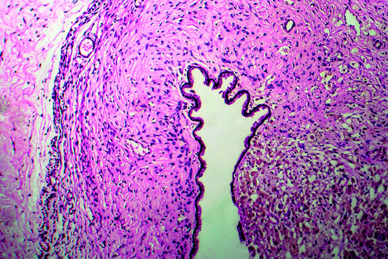 Formations Anatomo-cyto-pathologie